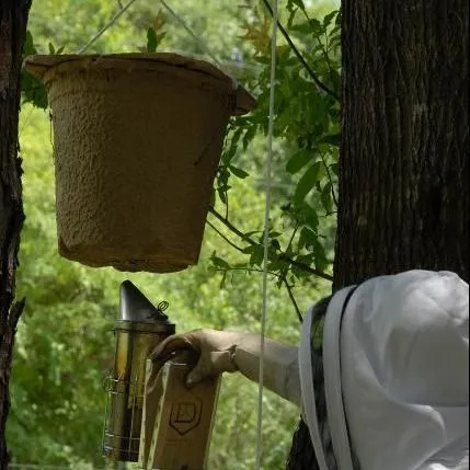 thumbnail for publication: Swarm Trapping for Pest Control Operators